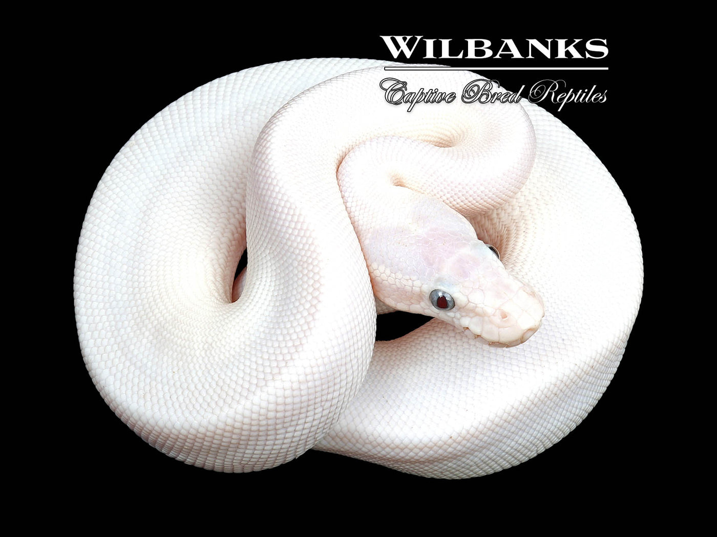 Blue Eyed Leucistic (Super Mojave) Ball Python ♂ '24