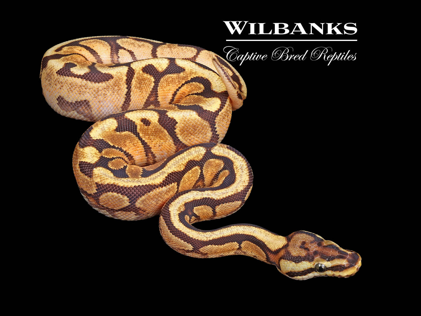 Enchi Spotnose Spark Ball Python ♀ '24