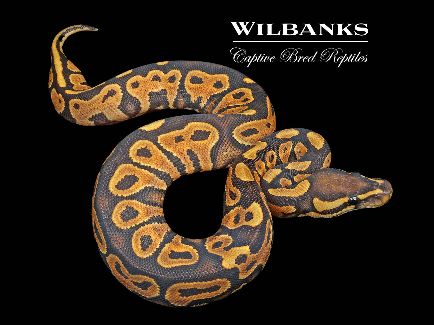 Orange Crush Yellow Belly Ball Python ♀ '24