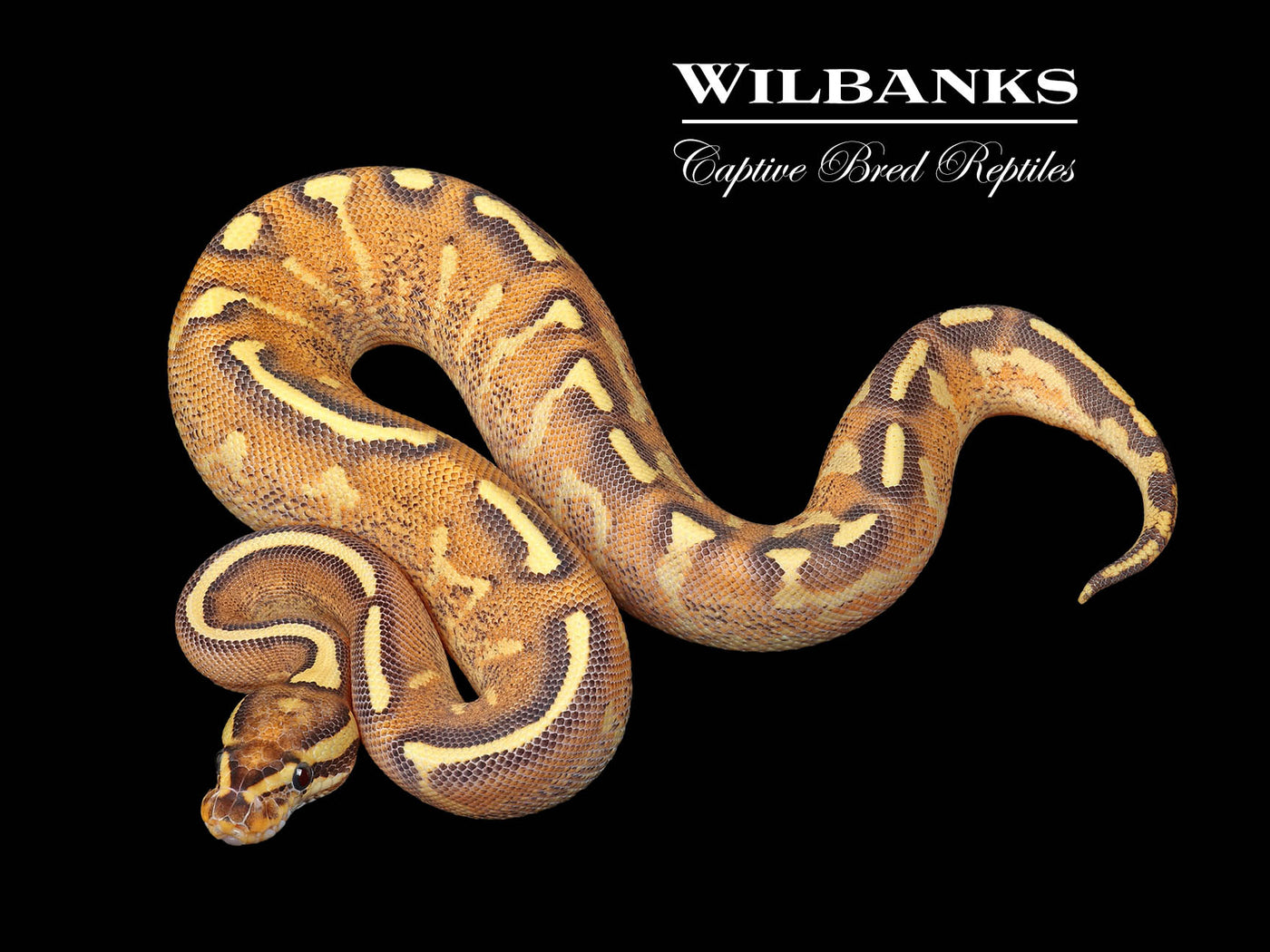 Super Gravel Fire Ball Python ♀ '24