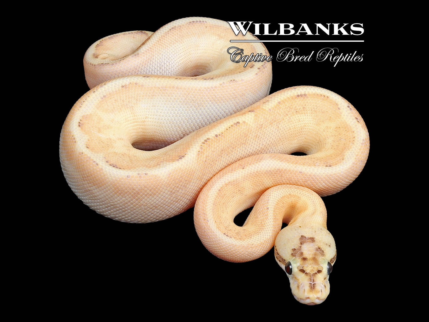 Enchi Puma Ball Python ♀ '24