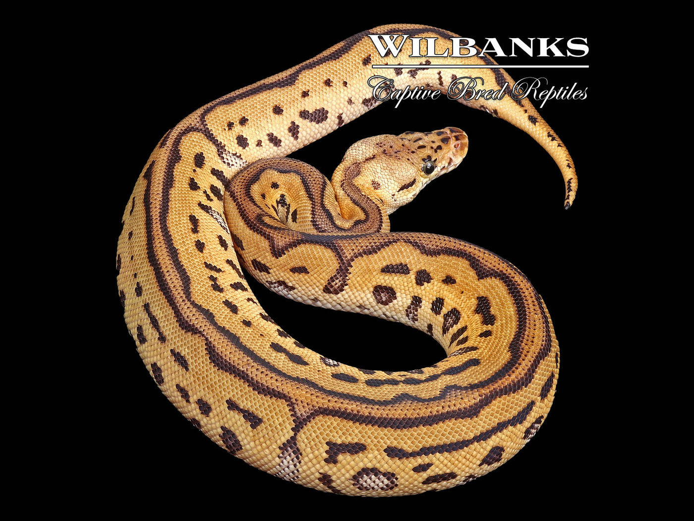 Pastel Leopard Clown Ball Python ♀ '24