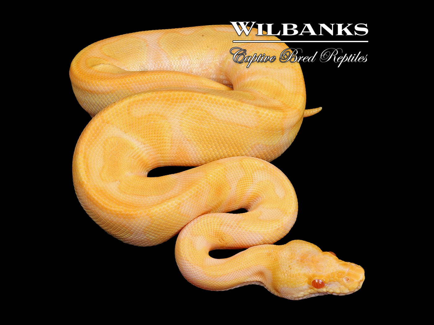 Blackhead Albino Enchi Ball Python ♂ '24