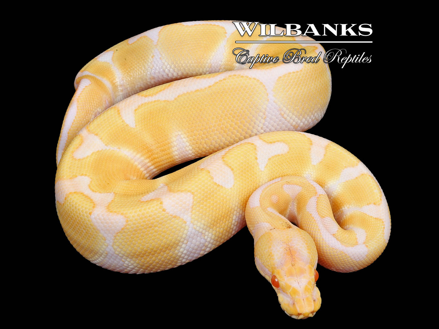 Albino Enchi Ball Python ♀ '24