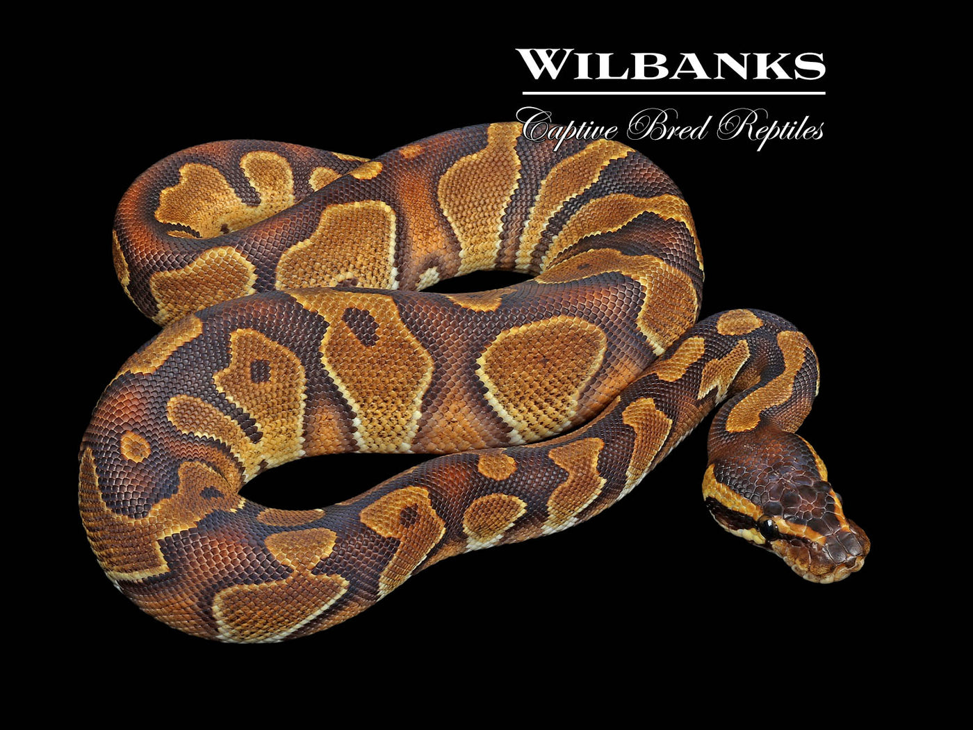 Blackhead Enchi 100% Het. Albino Ball Python ♂ '24