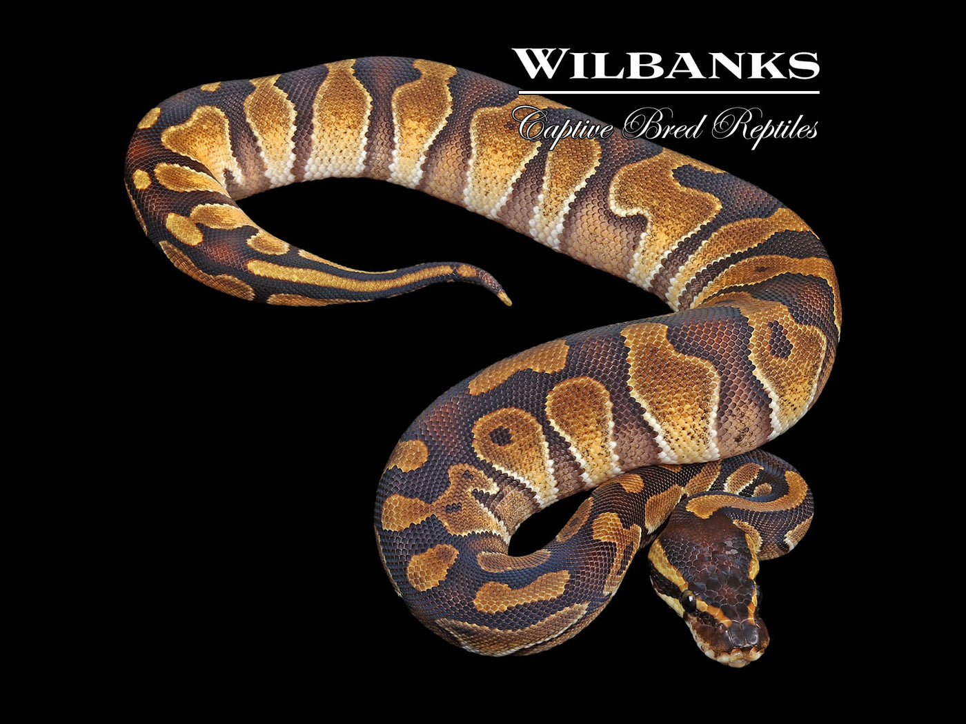 Blackhead Enchi Ball Python ♀ '24