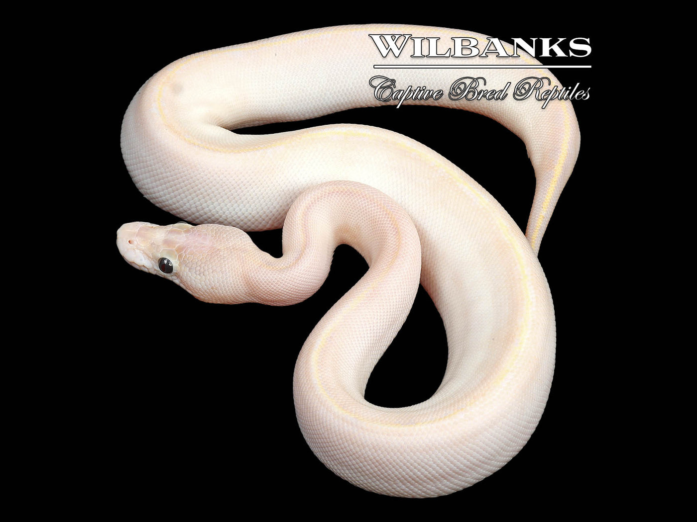 Ivory 100% Het. Orange Crush Ball Python ♀ '24