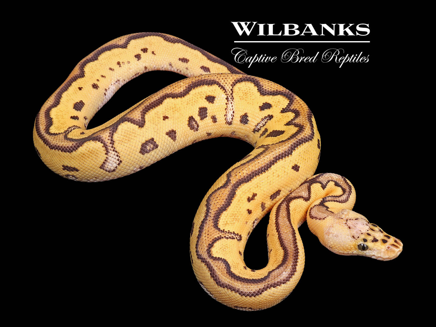 Firefly Clown Ball Python ♂ '24