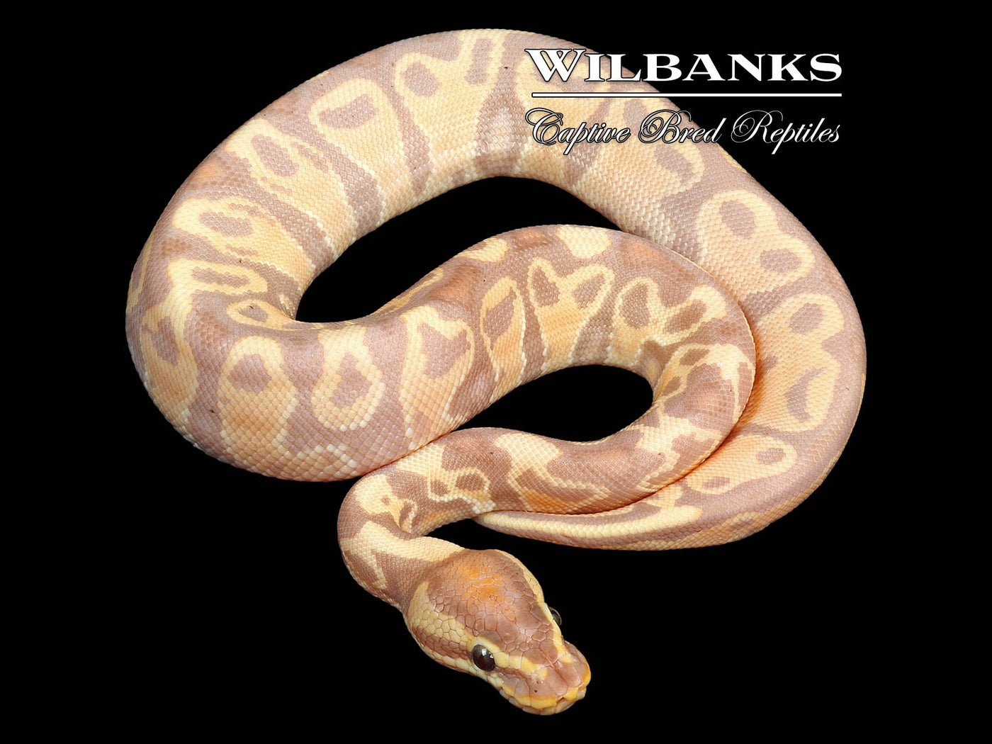 Banana 100% Het. Clown Ball Python ♂ '24