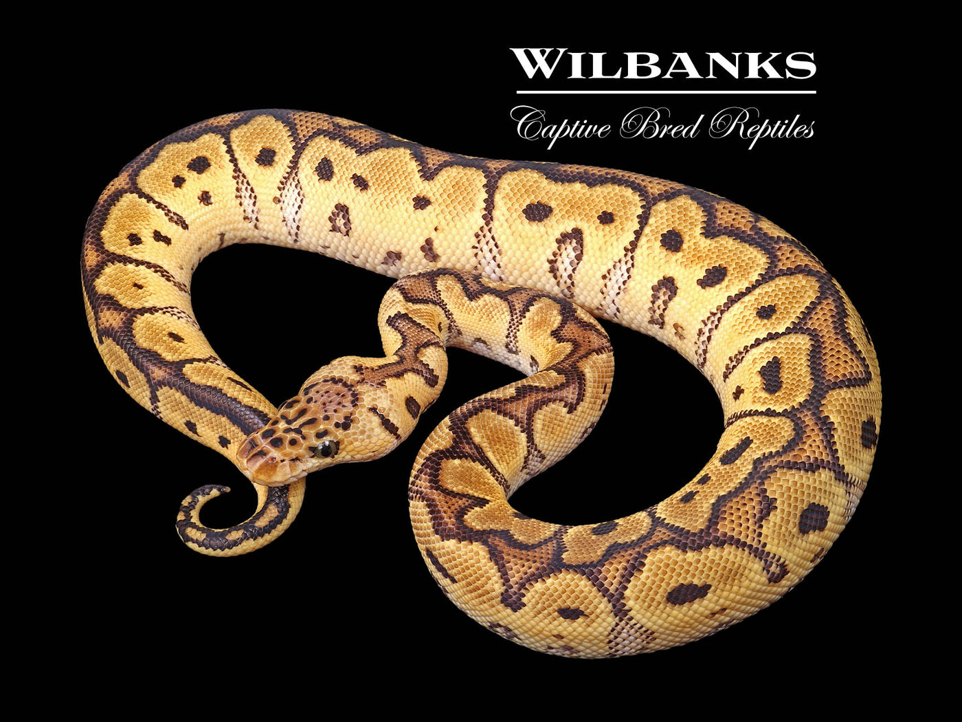 Pastel Clown Ball Python ♂ '24