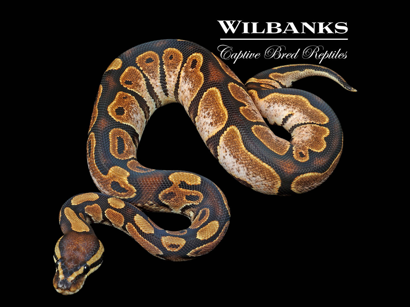 Sugar 100% Clown Ball Python ♂ '24