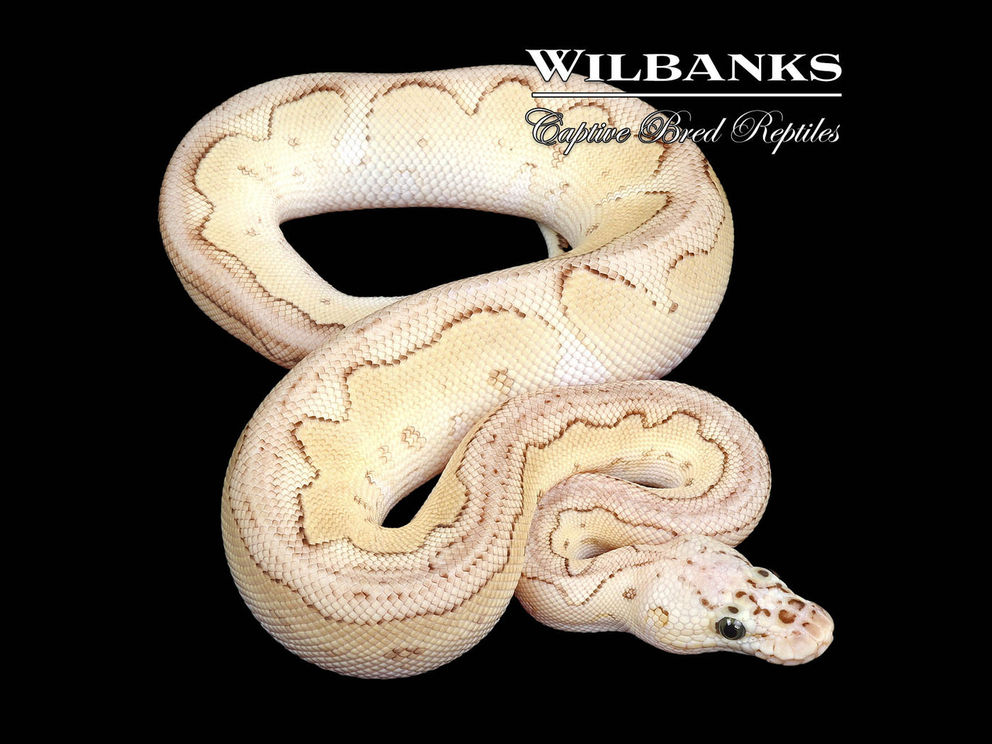 Pastel Butter Clown Ball Python ♂ '24