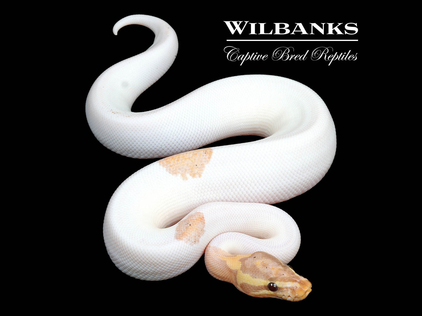 Banana Pied Ball Python ♂ '24