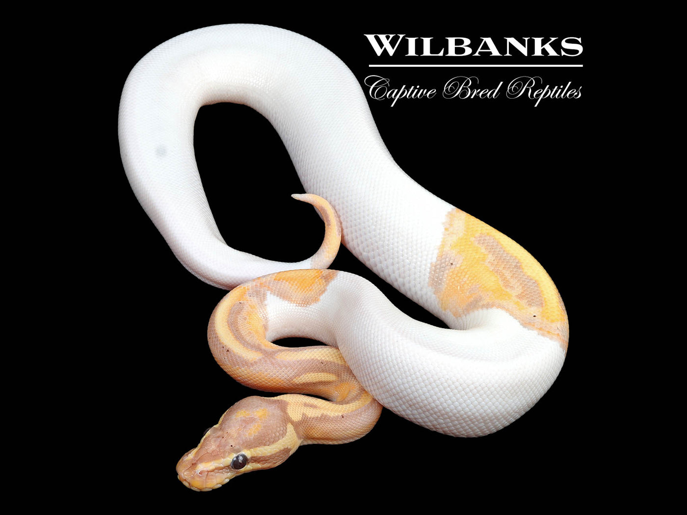 Banana Pied Ball Python ♂ '24