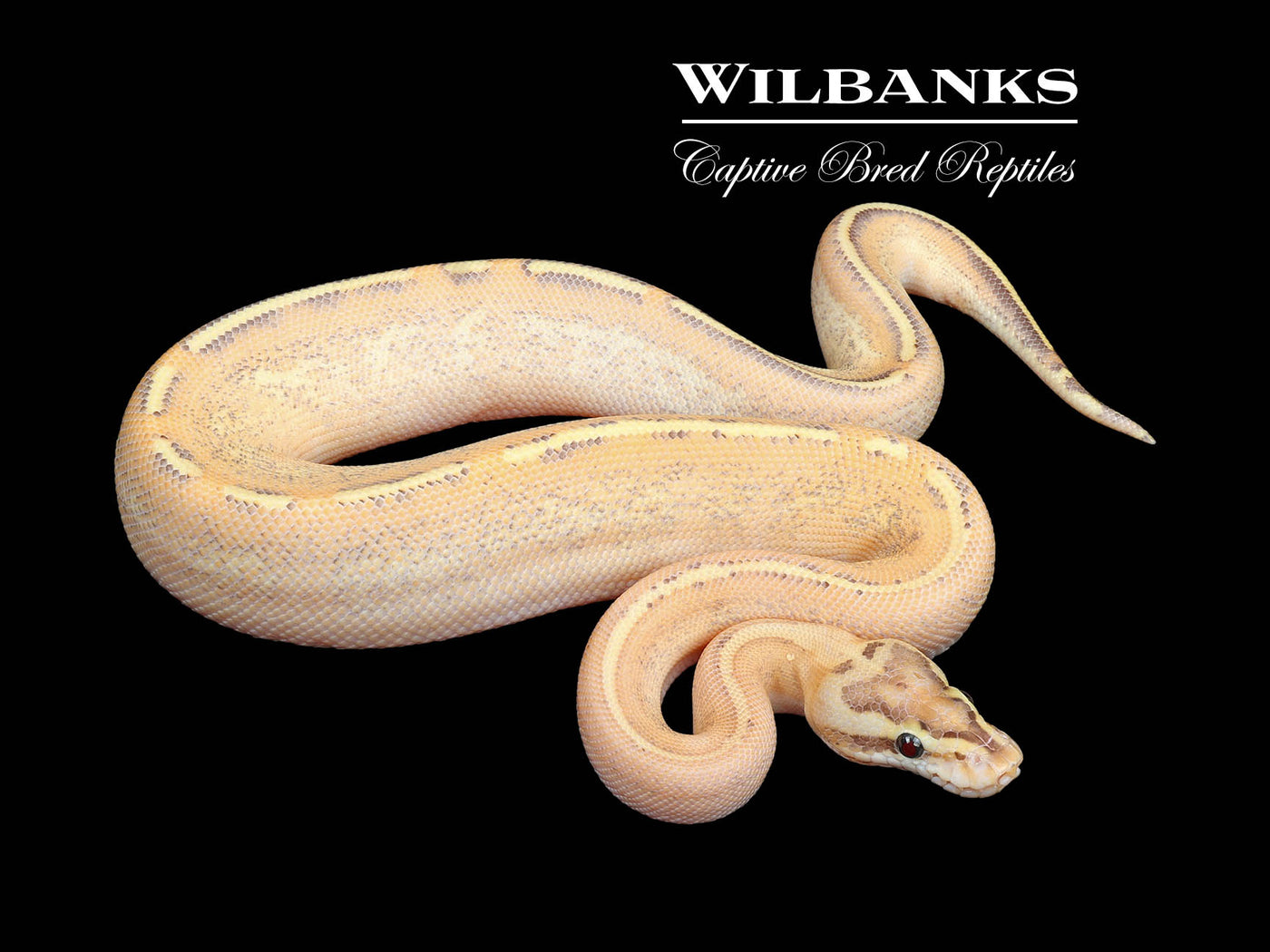 Fire Puma Ball Python ♂ '24