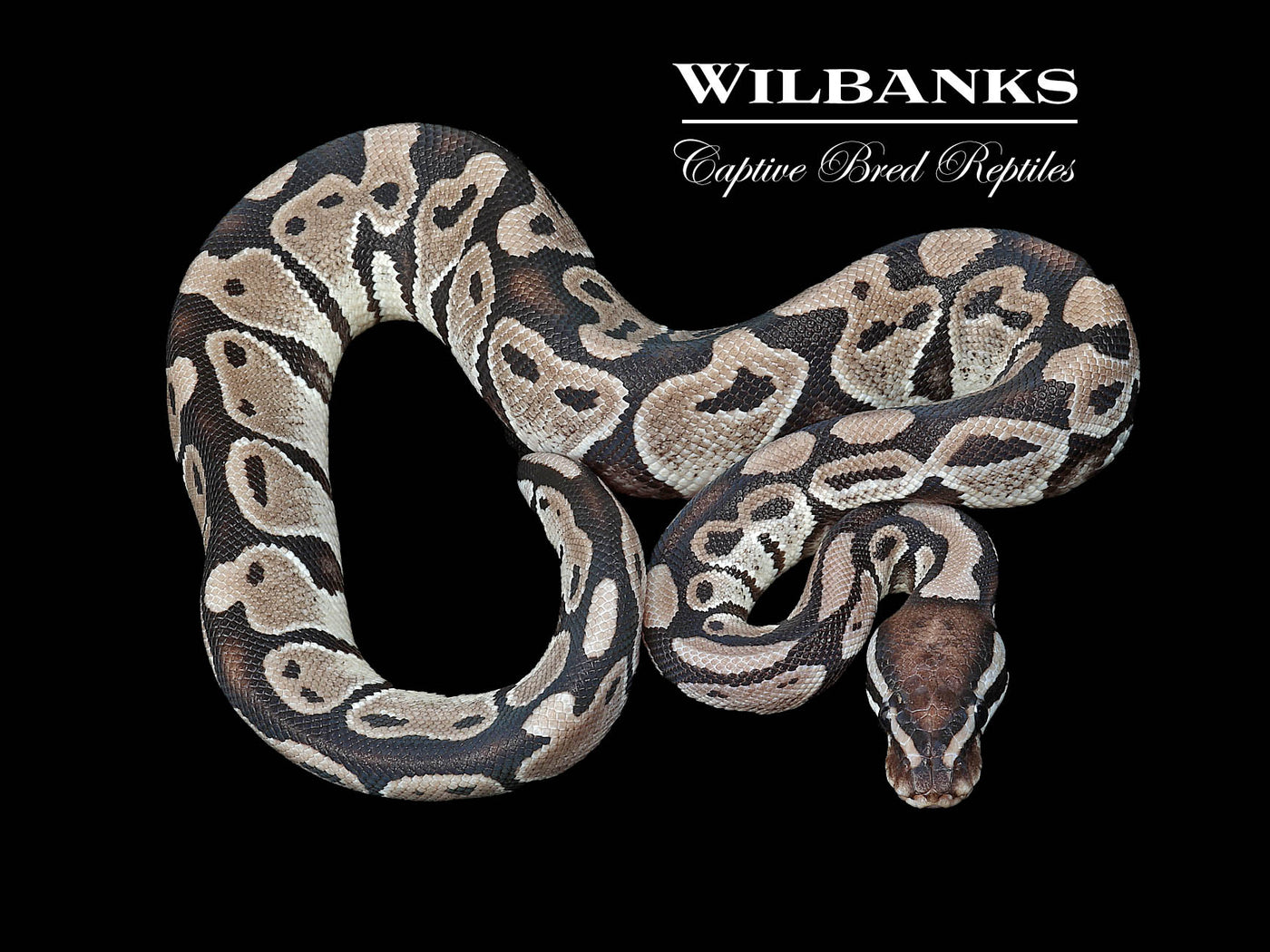 Axanthic (VPI) 100% Het. Lavender Albino Ball Python ♂ '24