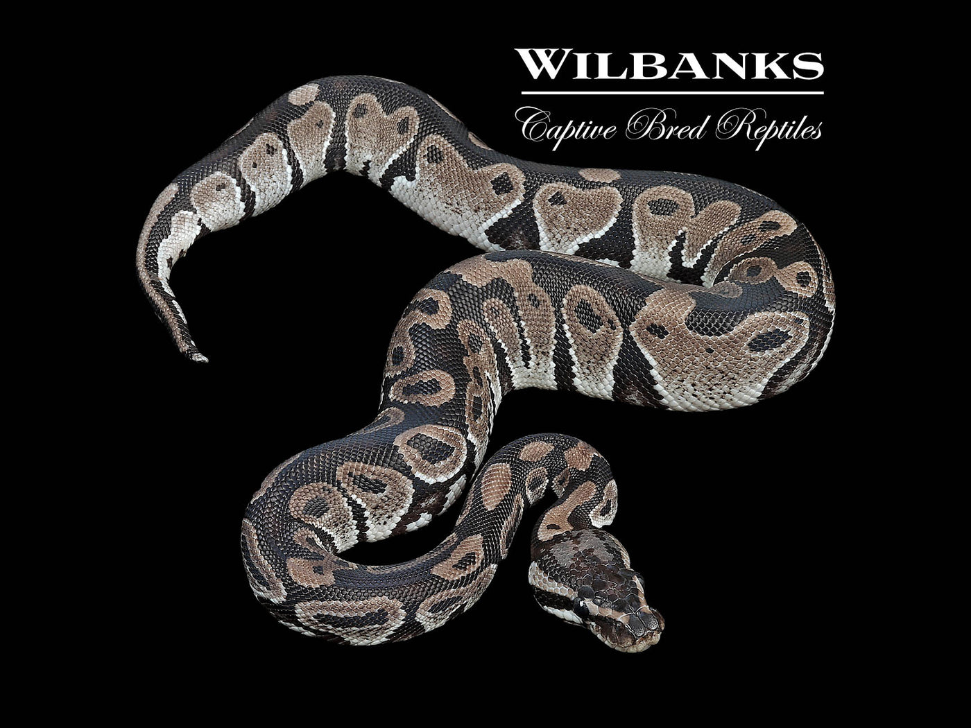 Axanthic (VPI) 100% Het. Lavender Albino Ball Python ♂ '24