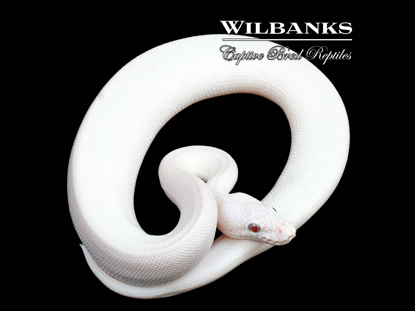 Blue Eyed Leucistic (Lucy) (Bamboo Butter) Ball Python ♀ '24