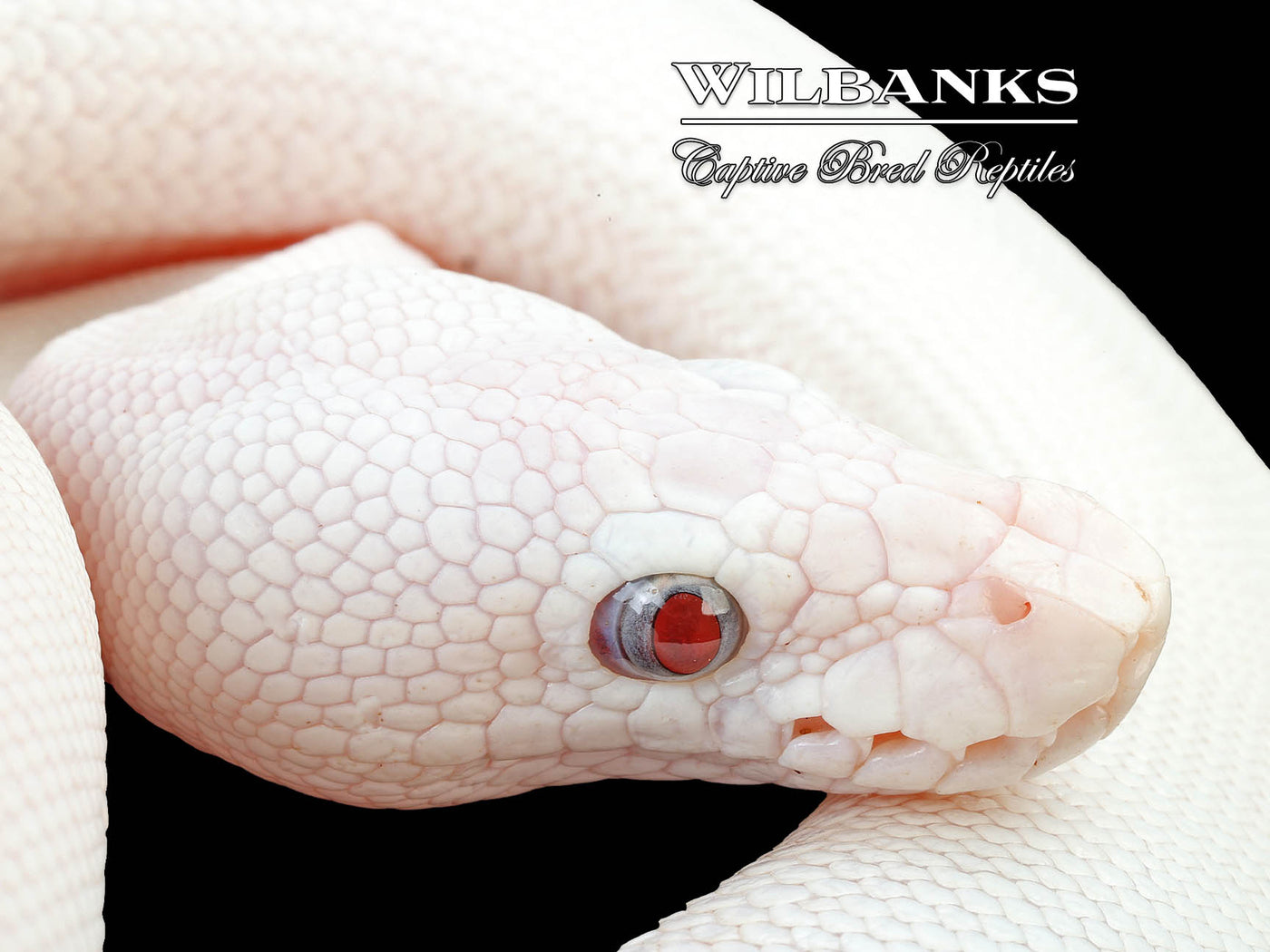 Blue Eyed Leucistic (Lucy) (Bamboo Butter) Ball Python ♀ '24