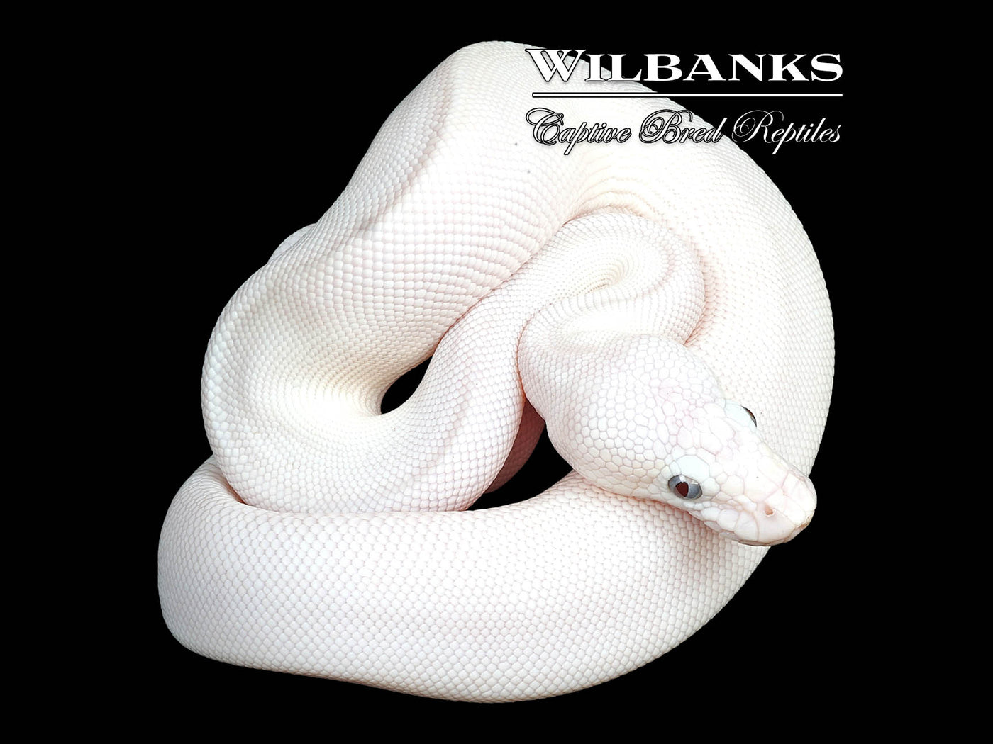 Blue Eyed Leucistic (Mojave Butter) Ball Python ♀ '24