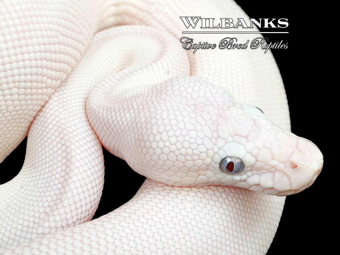 Blue Eyed Leucistic (Mojave Butter) Ball Python ♀ '24