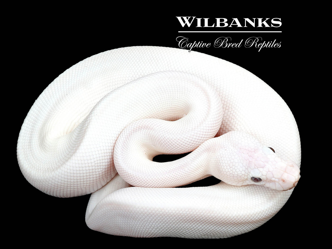 Blue Eyed Leucistic (Mojave Butter) Ball Python ♀ '24