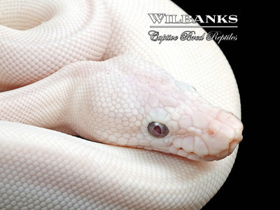 Blue Eyed Leucistic (Mojave Butter) Ball Python ♀ '24