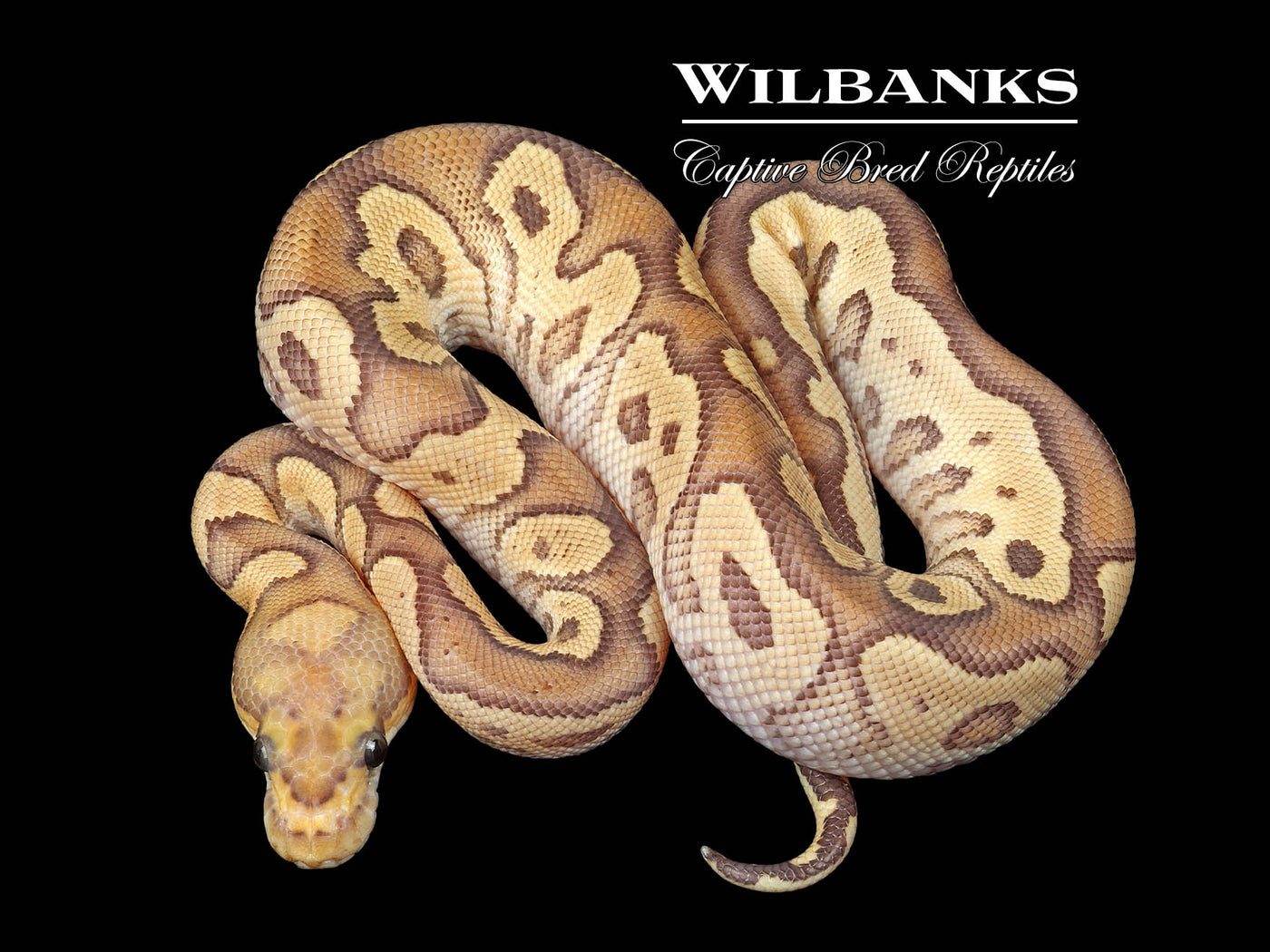 Mojave Fire Clown Ball Python ♀ '24