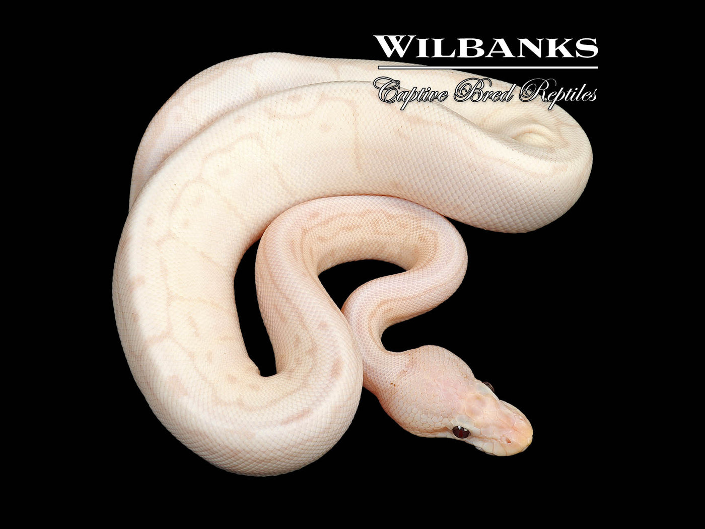 Super Banana Pinstripe 100% Het. Clown Ball Python ♂ '24