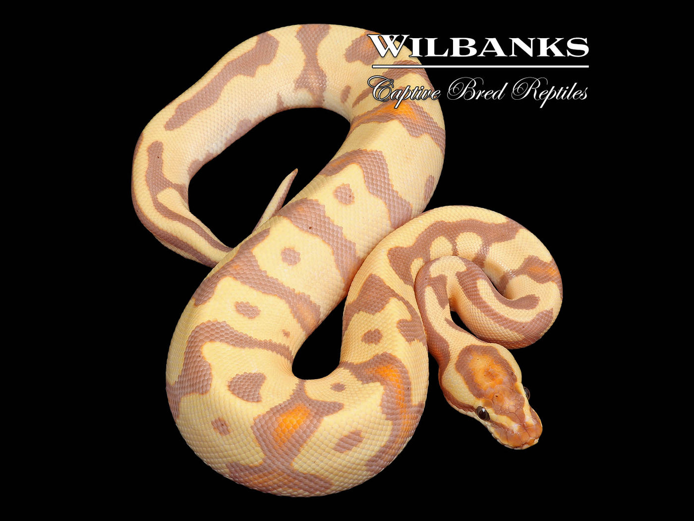 Banana Leopard Enchi Yellow Belly Ball Python ♂ '24