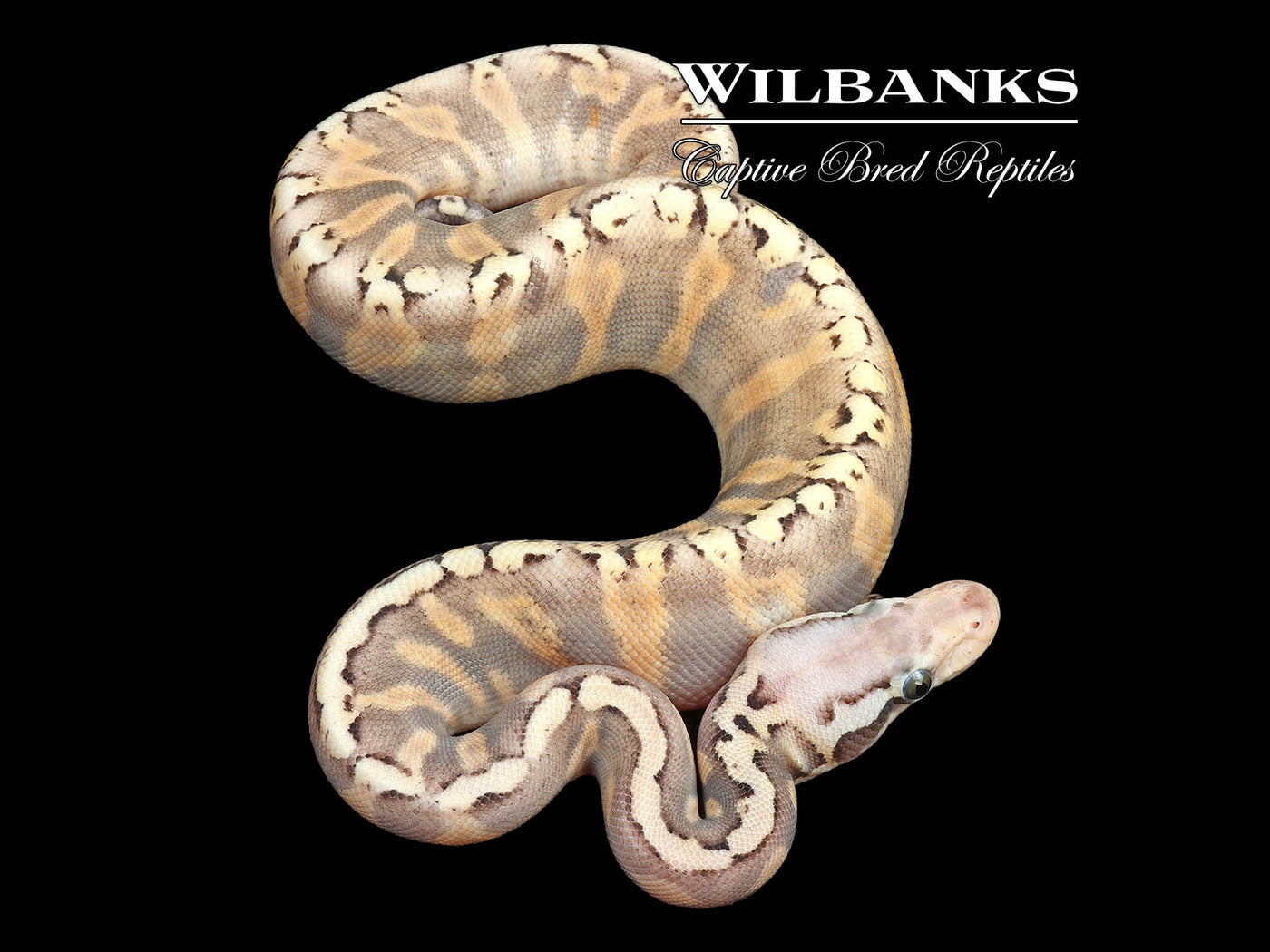 Super GHI Super Pastel Butter Ball Python ♀ '24