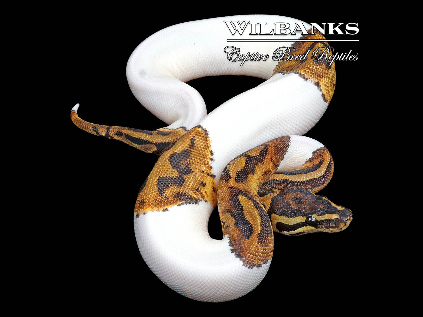 Pied 100% Het. Albino Ball Python ♀ '24