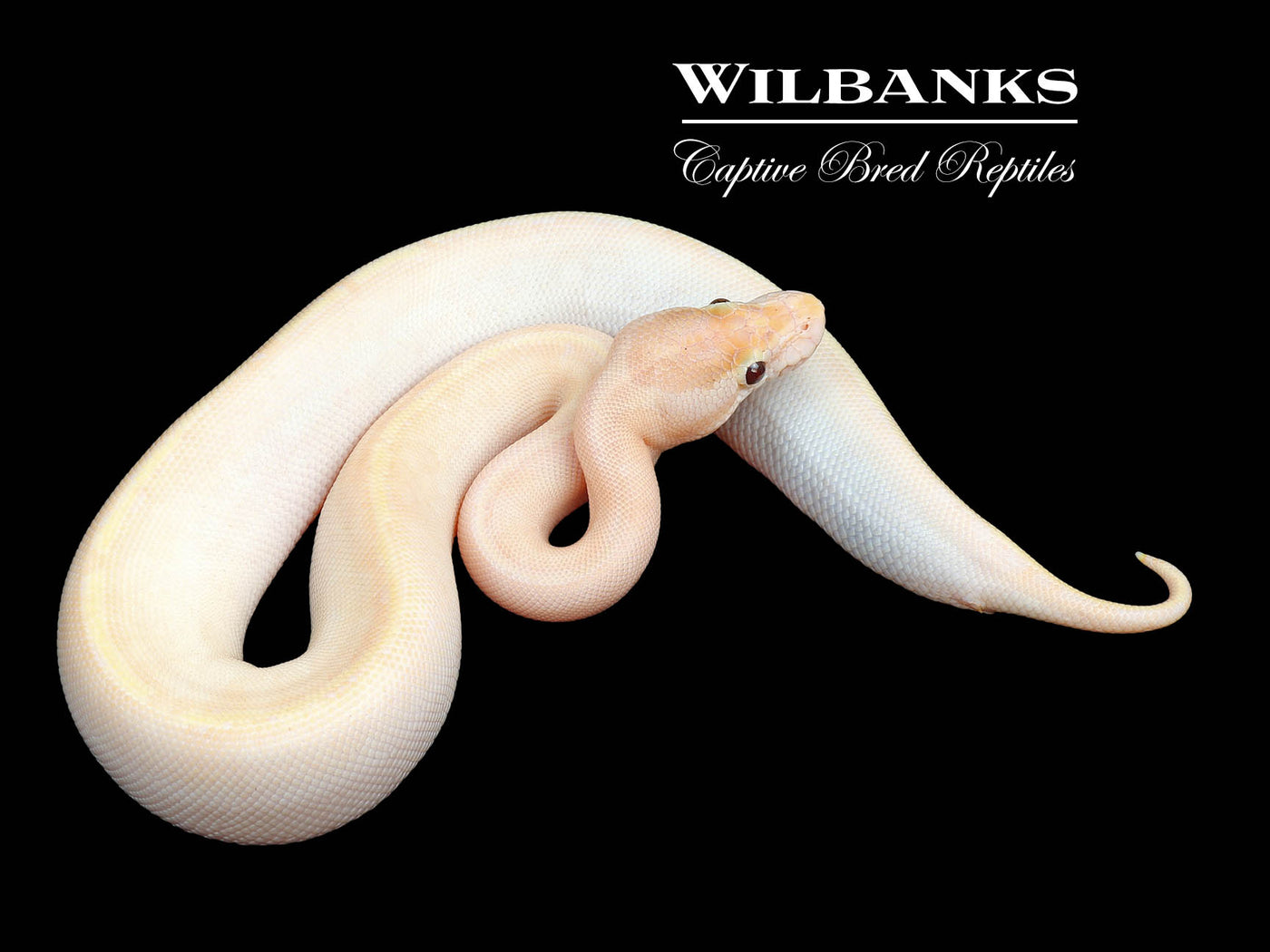 Banana Ivory Ball Python ♂ '24