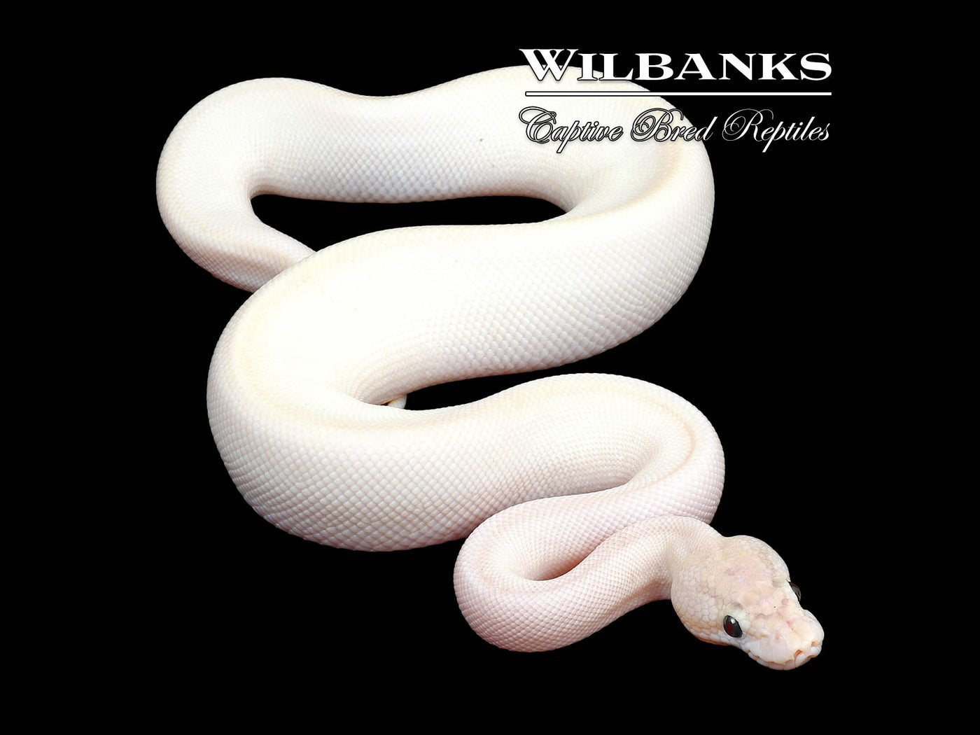 Ivory Ball Python ♂ '24