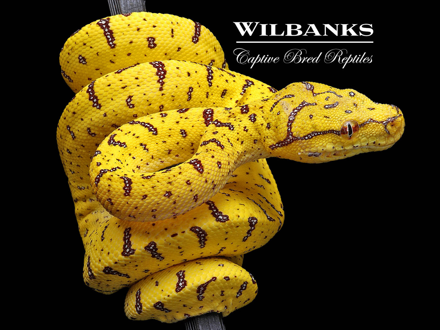 USCBB Green Tree Python (Merauke X Lereh) '24