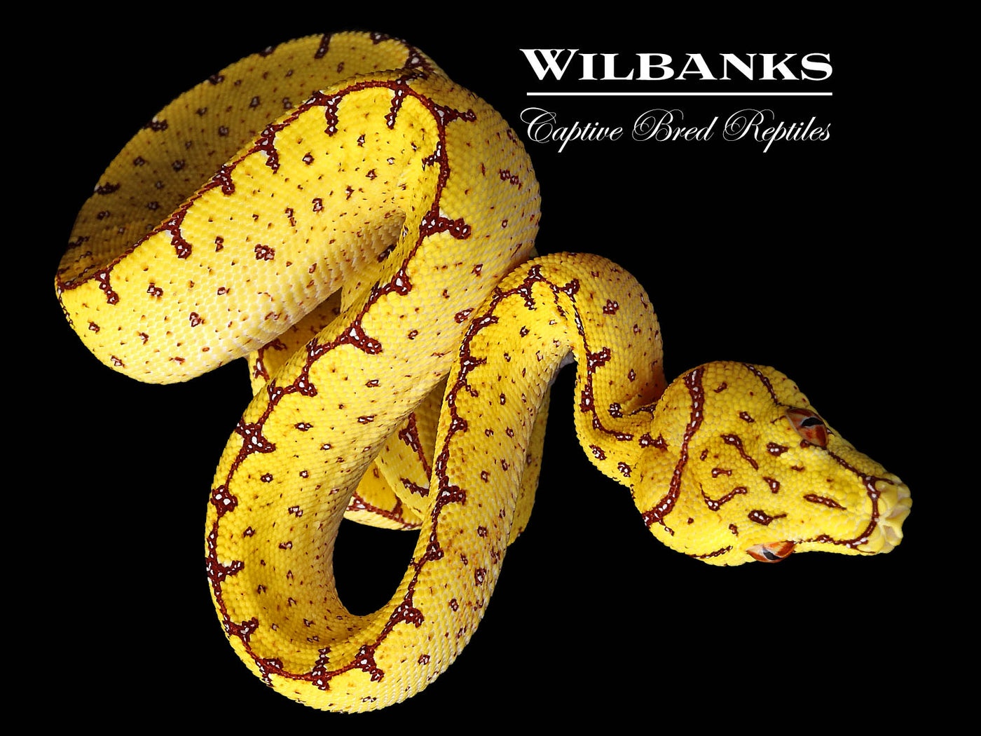 USCBB Jayapura Green Tree Python  '24