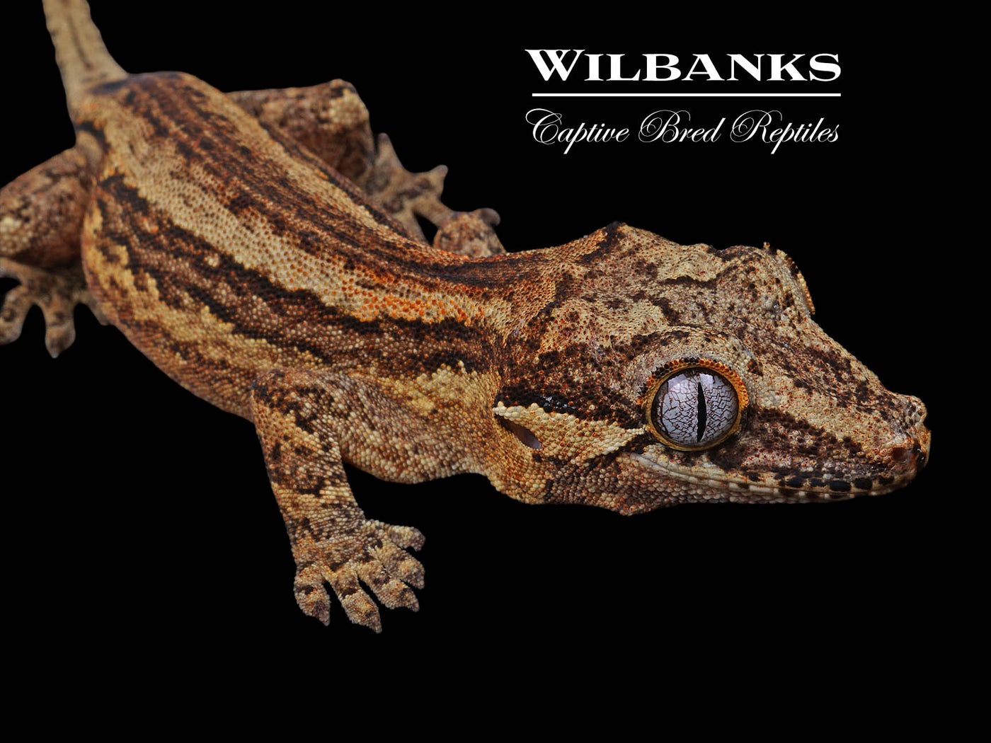 Striped Gargoyle Gecko '24