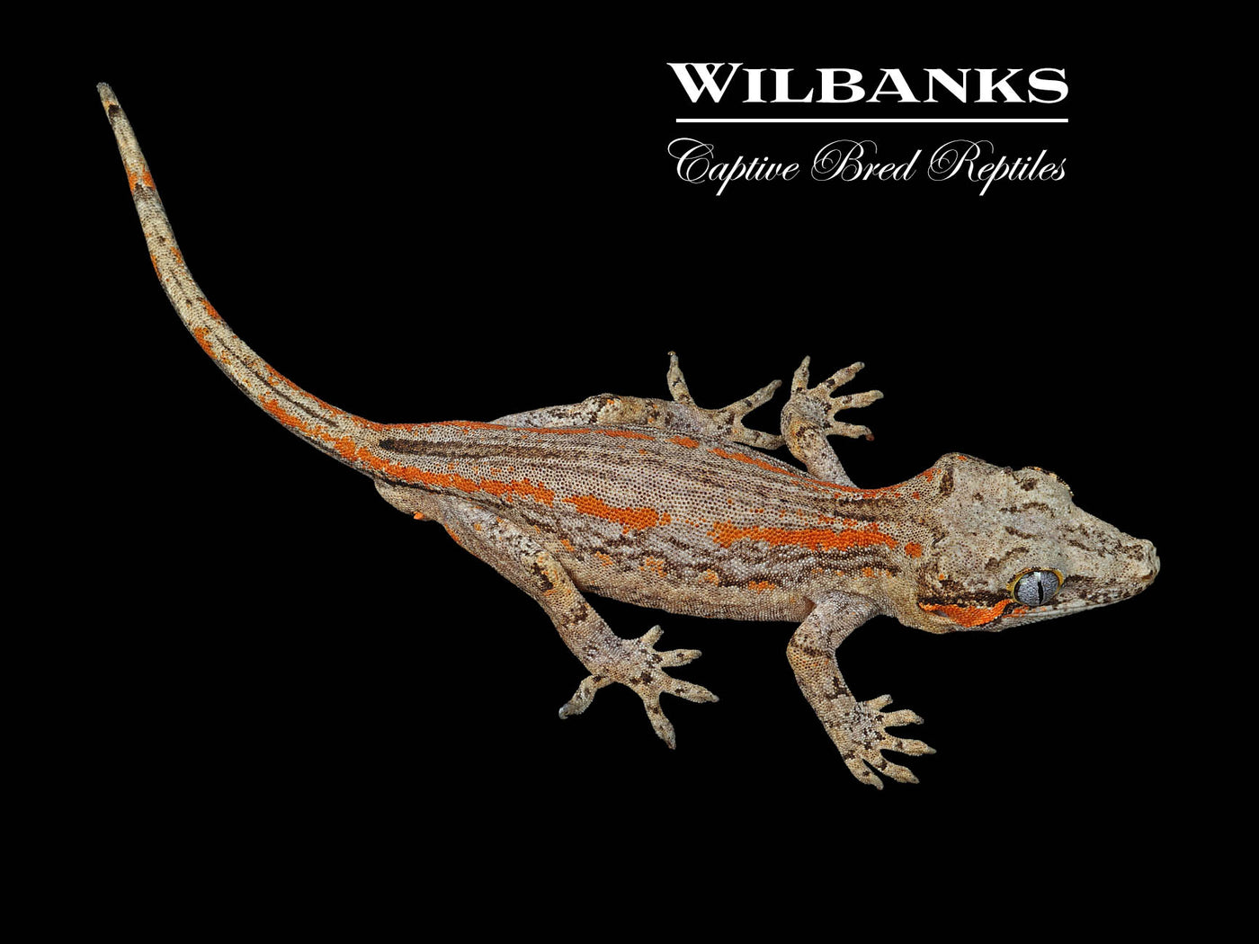 Orange Striped Gargoyle Gecko '24