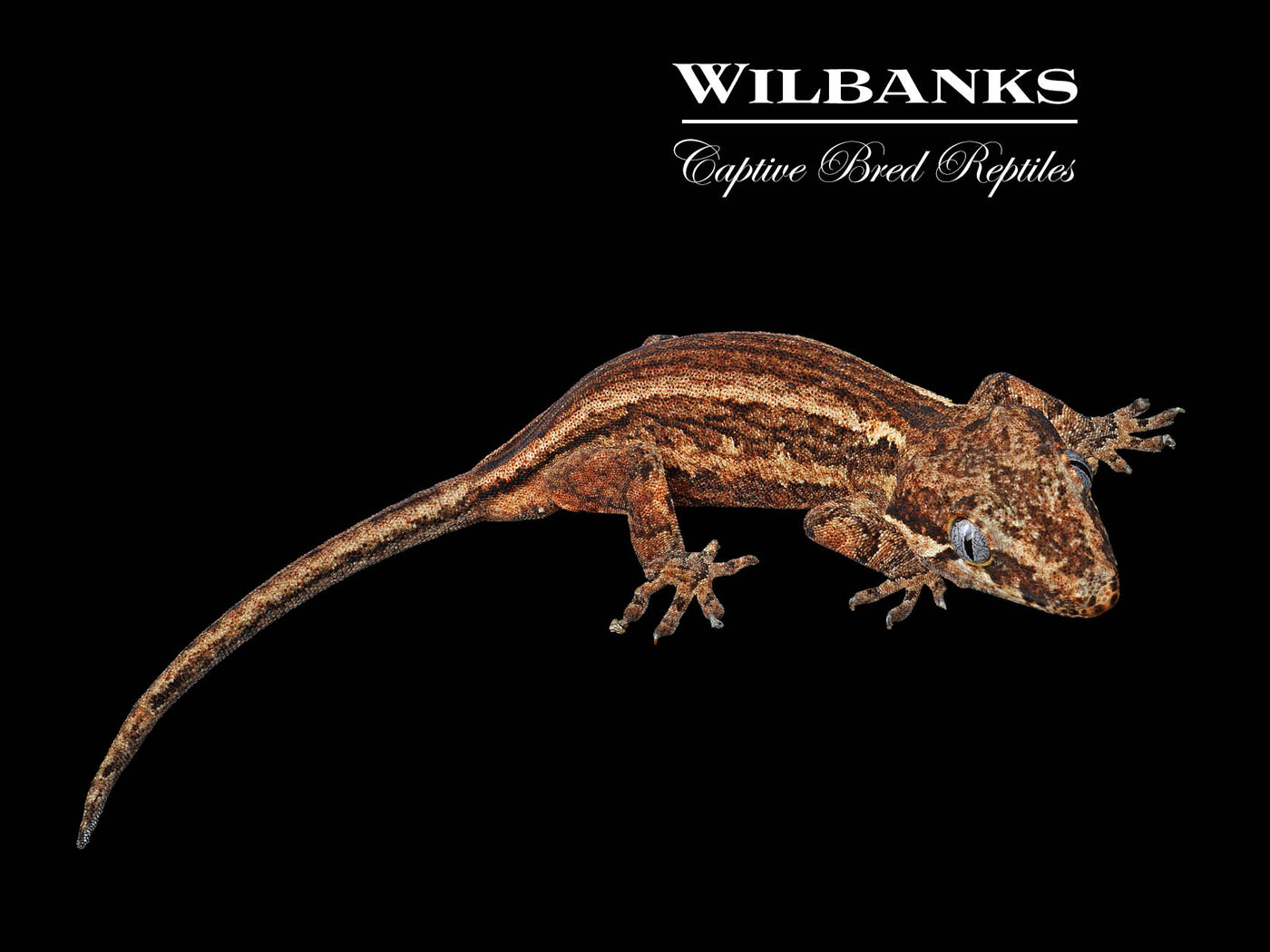 Striped Gargoyle Gecko '24