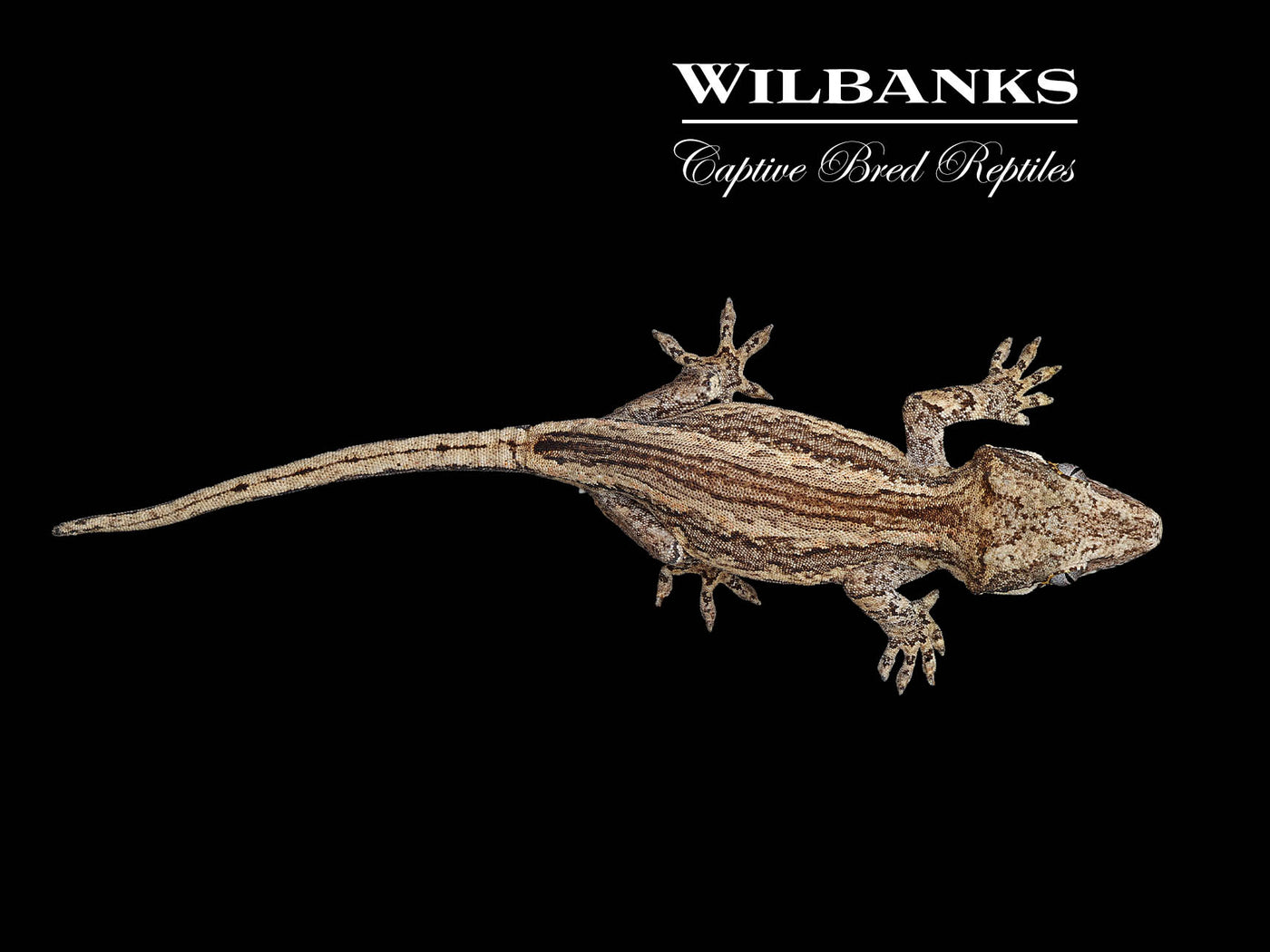 Striped Gargoyle Gecko '24