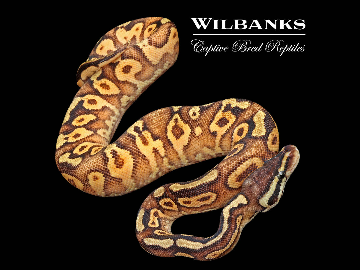 Black Pastel Yellow Belly Enchi Ball Python ♂ '24