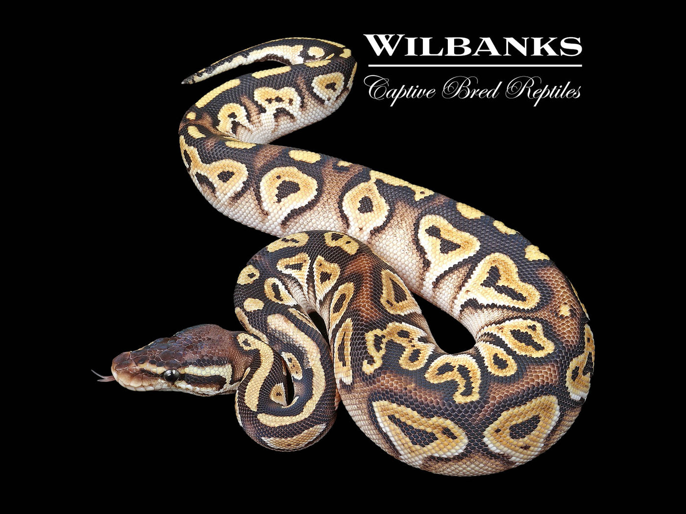 Russo Pastel Blackhead Ball Python ♂ '24