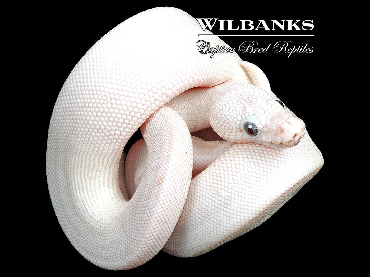 Blue Eyed Leucistic (Mojave Butter) Ball Python ♀ '24