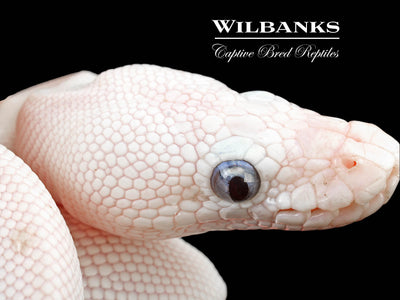 Blue Eyed Leucistic (Mojave Butter) Ball Python ♀ '24