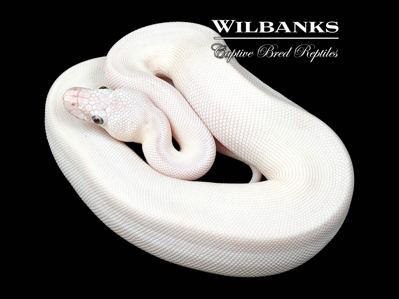 Blue Eyed Leucistic (Mojave Butter) Ball Python ♀ '24