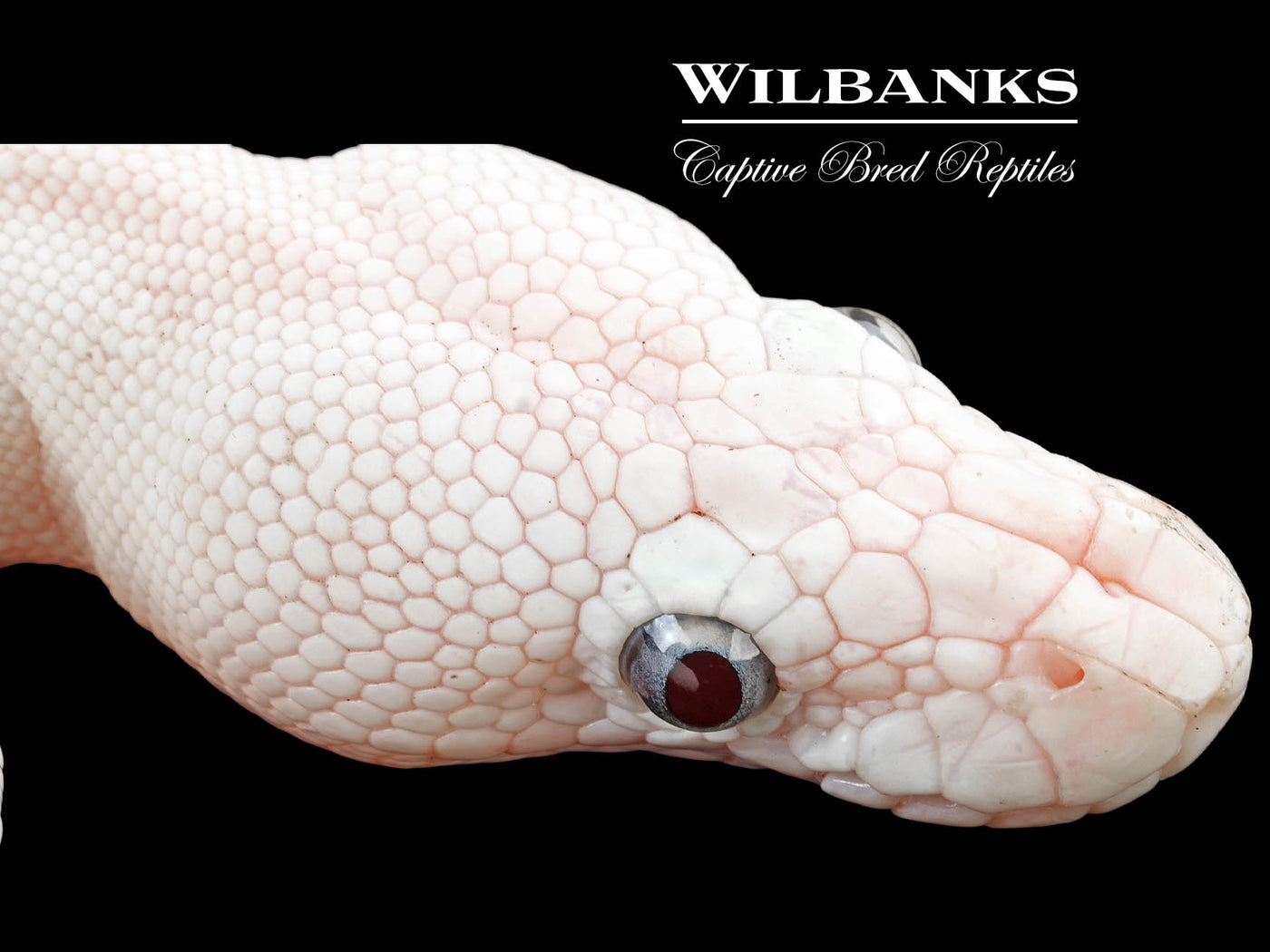 Blue Eyed Leucistic (Mojave Butter) Ball Python ♀ '24