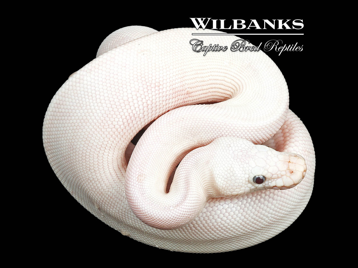 Blue Eyed Leucistic (Mojave Butter) Ball Python ♀ '24