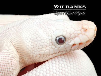 Blue Eyed Leucistic (Mojave Butter) Ball Python ♀ '24