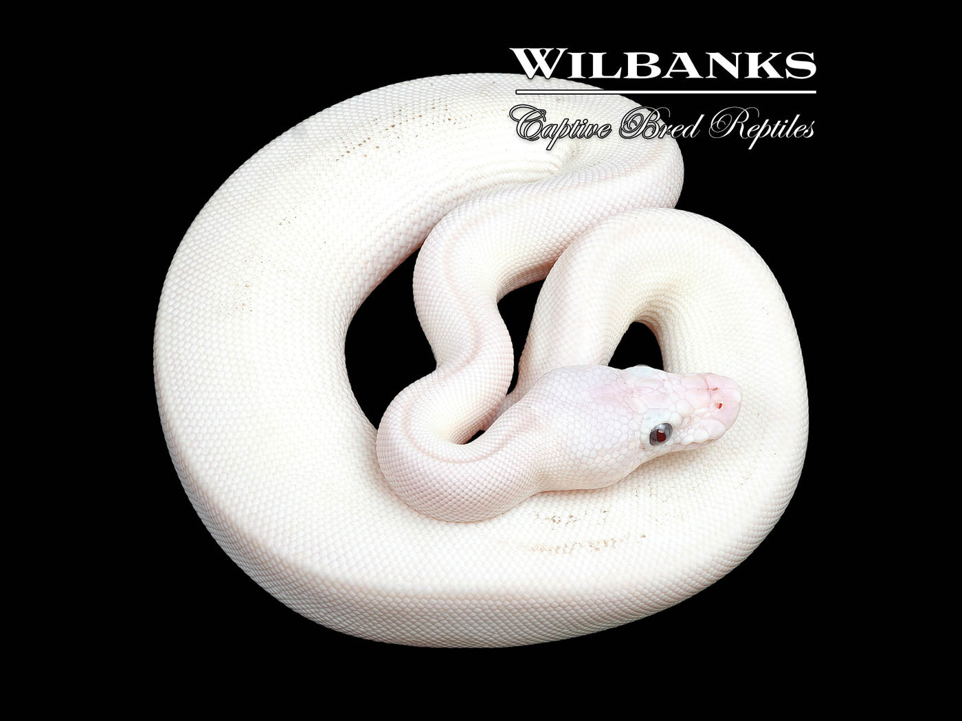 Banana Blue Eyed Leucistic (Mojave Butter) Ball Python ♂ '24