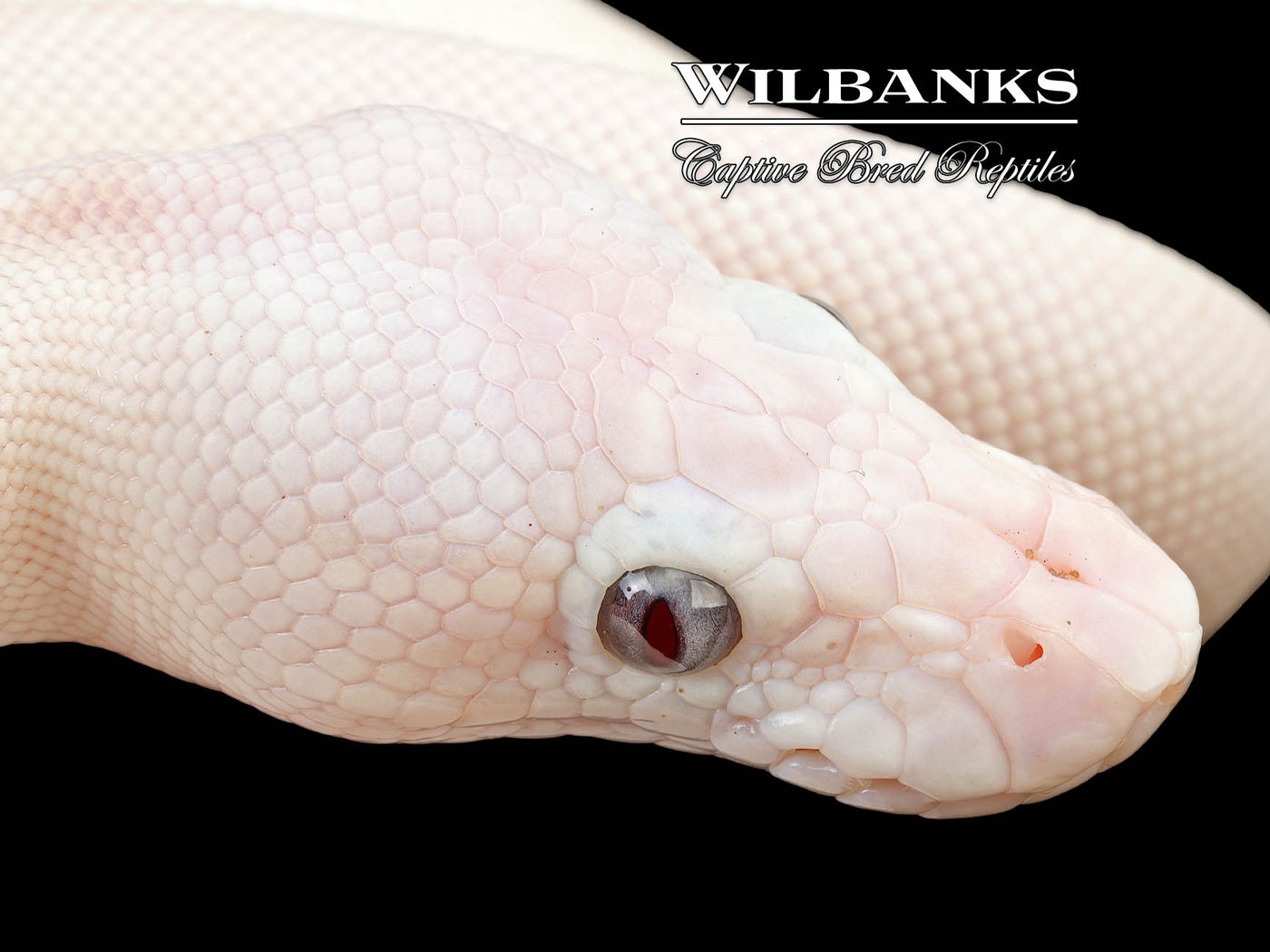 Banana Blue Eyed Leucistic (Mojave Butter) Ball Python ♂ '24